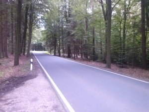 Straße im Wald